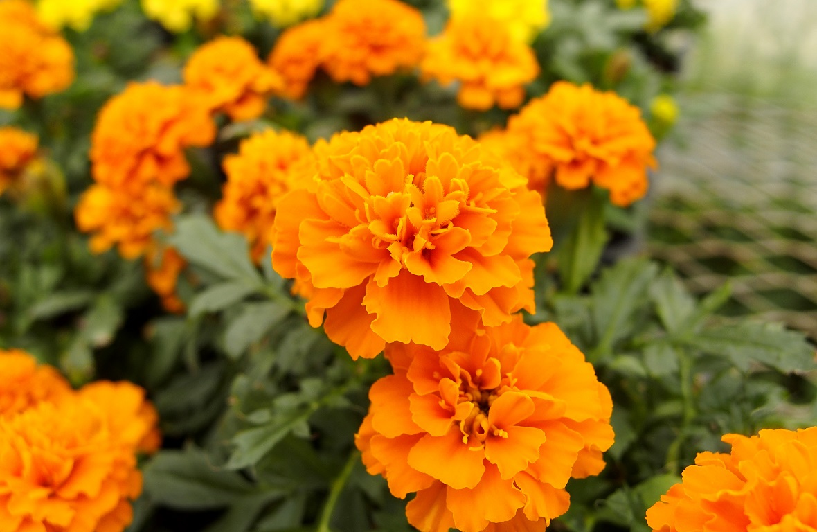 夏のガーデニングにおすすめの花は？暑さに強く育てやすい花を紹介