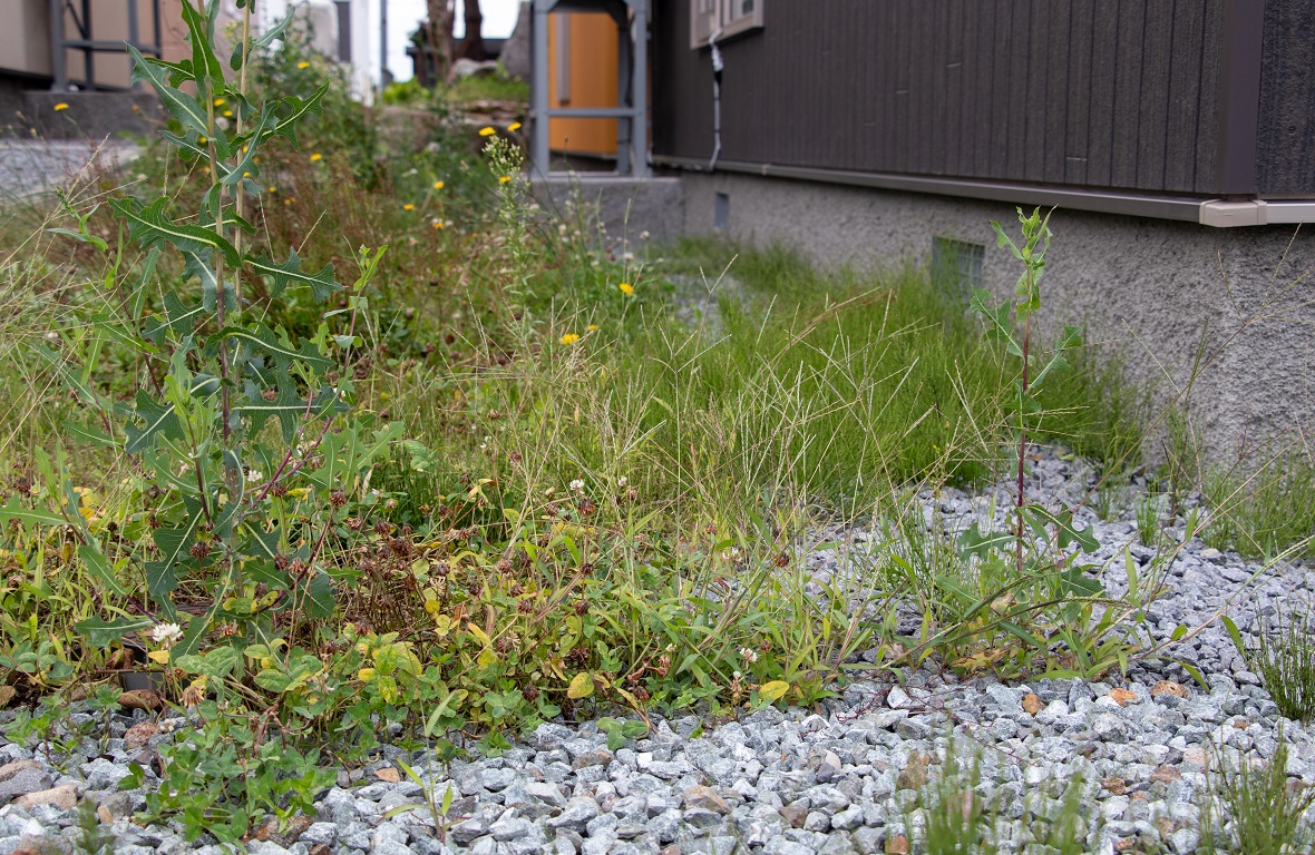 お庭の雑草対策は大丈夫ですか？雑草対策におすすめの方法を紹介