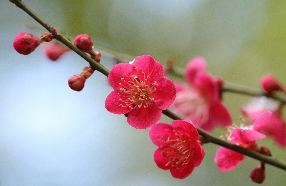 春よ来い！埼玉県の梅を楽しむ