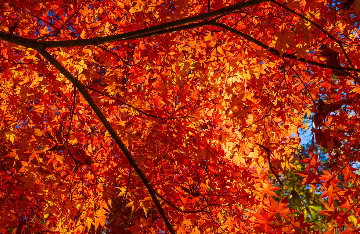 埼玉で紅葉を楽しむならココ！おすすめ紅葉スポットをご紹介