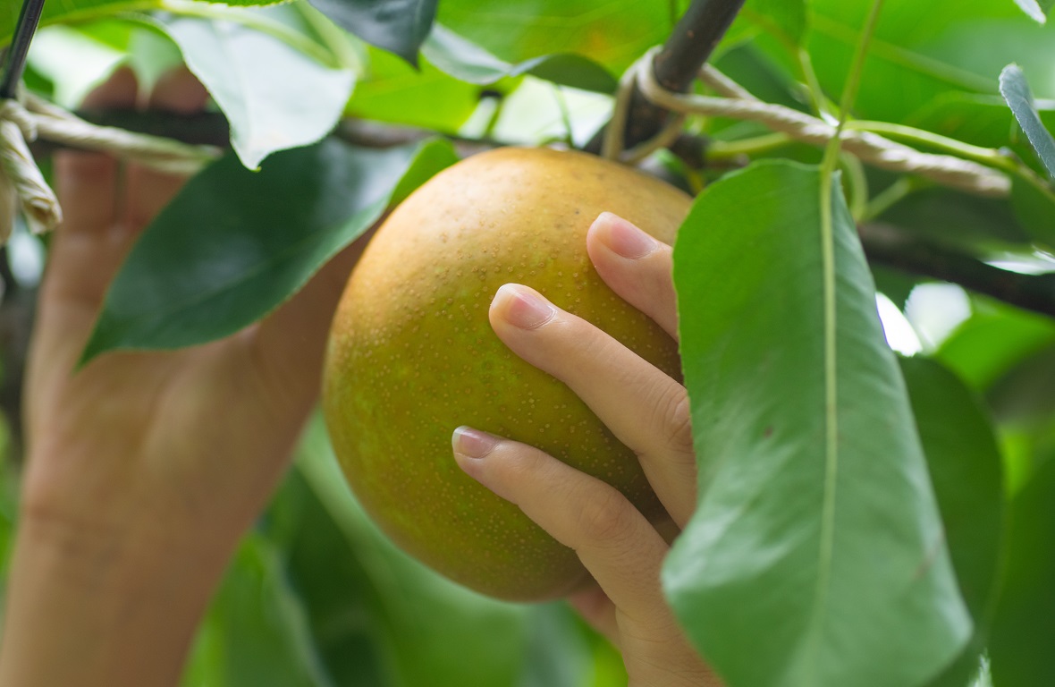 埼玉県でおすすめの果物狩りスポットをご紹介
