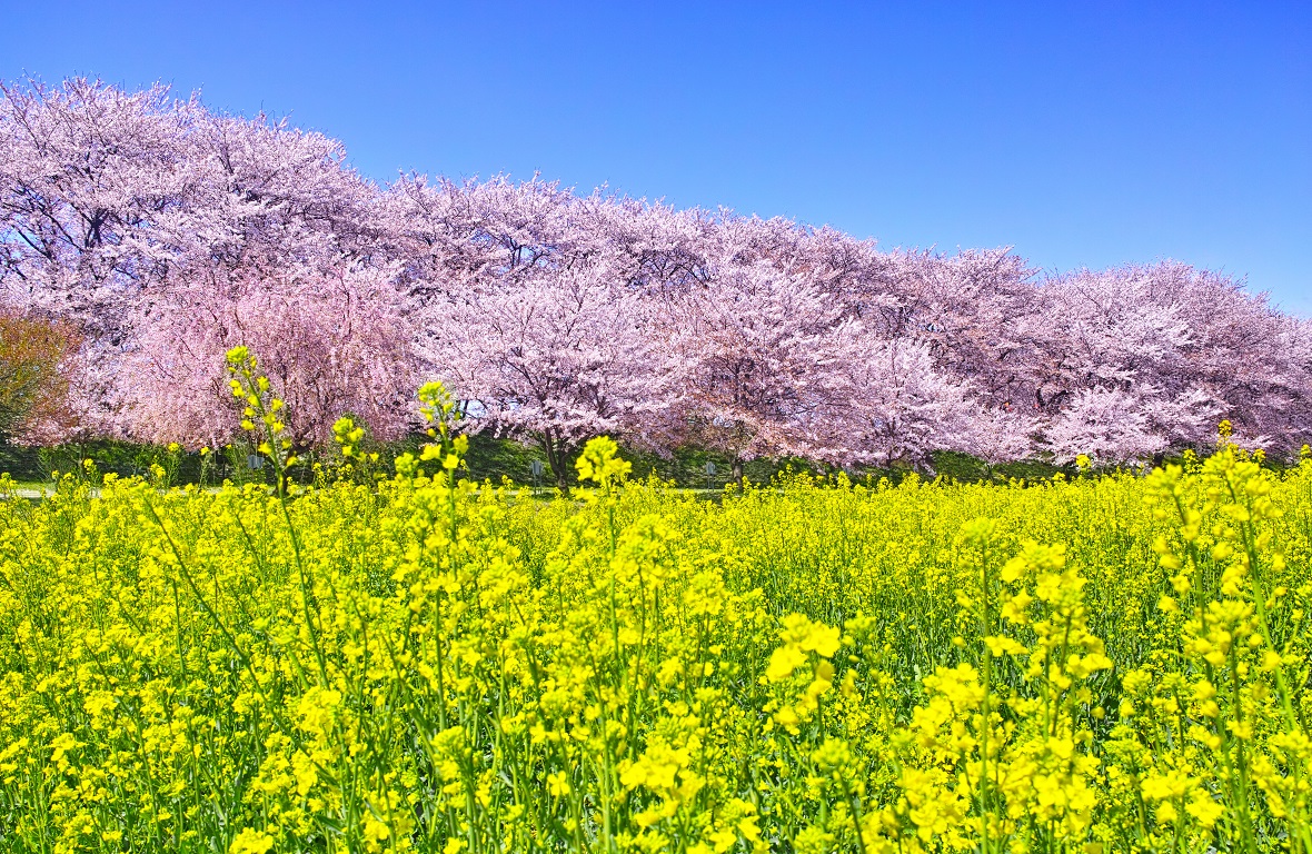 【埼玉県の花の名所12選！】季節ごとの花や楽しみ方を紹介