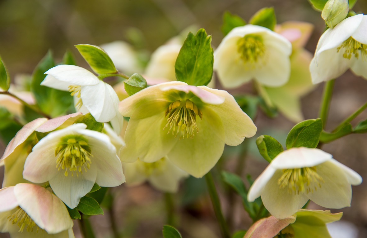 冬のガーデニングを楽しむ！おすすめの花や管理方法を解説